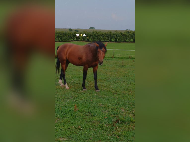 Deutsches Reitpferd Hengst 5 Jahre 166 cm Brauner in Ravensburgr