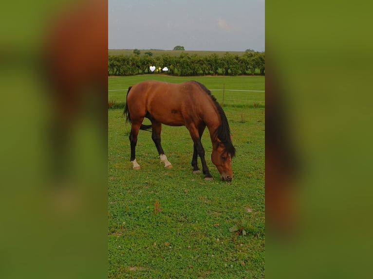 Deutsches Reitpferd Hengst 5 Jahre 166 cm Brauner in Ravensburgr