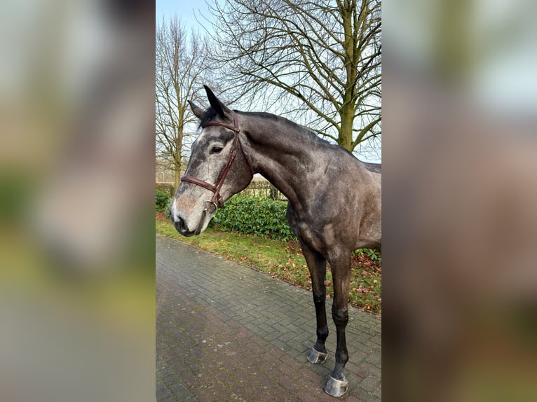 Deutsches Reitpferd Hengst 6 Jahre 175 cm Schimmel in Menslage