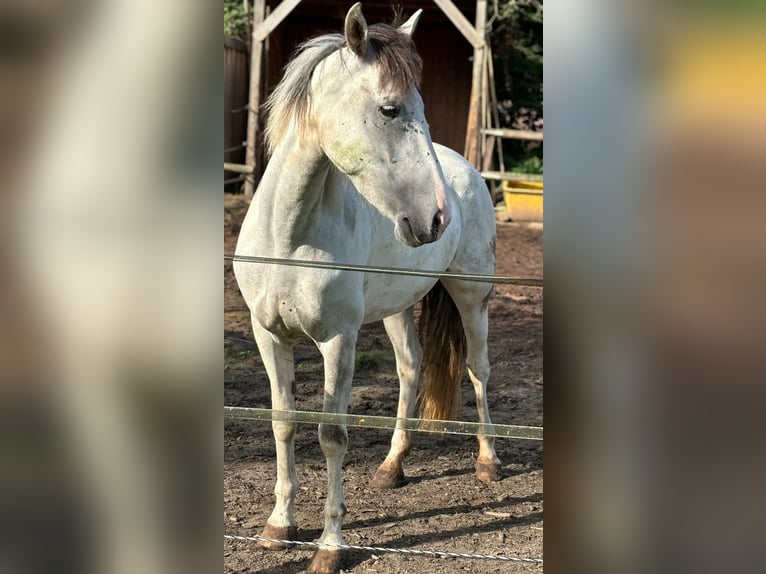 Deutsches Reitpferd Hengst 7 Jahre in Ganderkesee