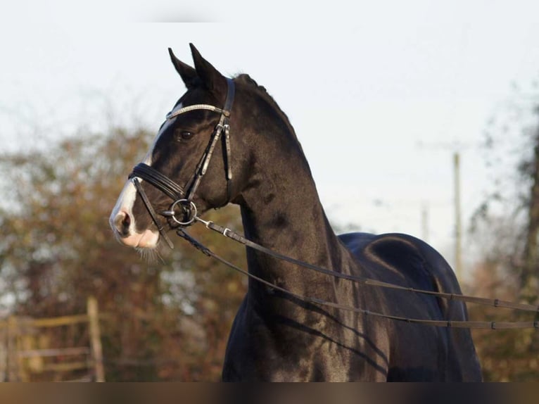 Deutsches Reitpferd Hengst in Lippetal