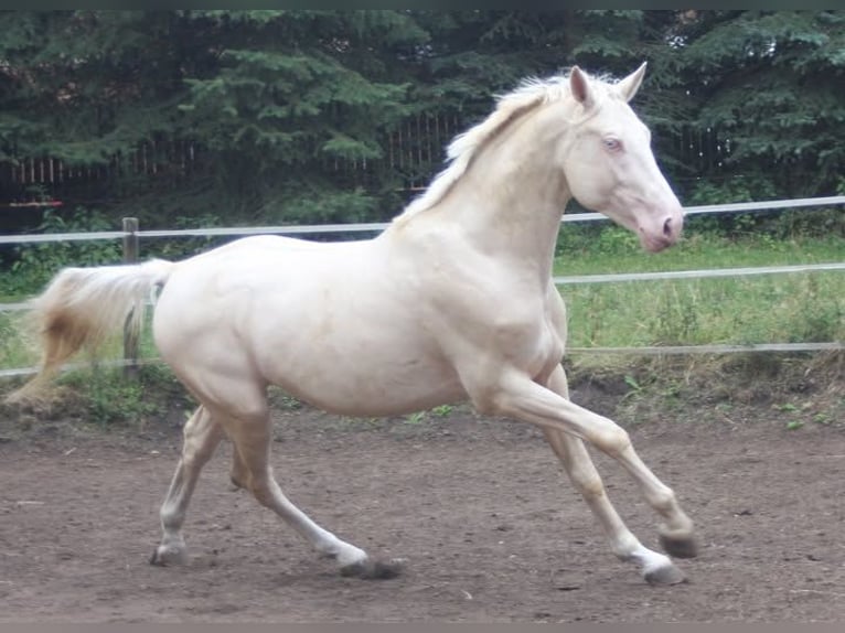 Deutsches Reitpferd Hengst in Beaumont pied-de-boeuf