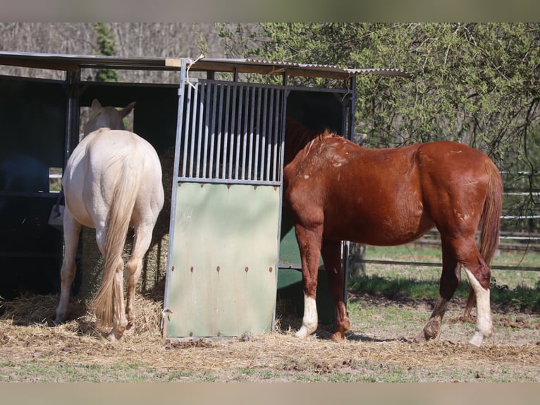 Deutsches Reitpferd Hengst in Beaumont pied-de-boeuf