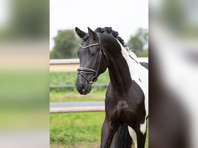 Deutsches Reitpferd Hengst in Etgersleben