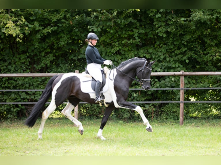 Deutsches Reitpferd Hengst in Etgersleben