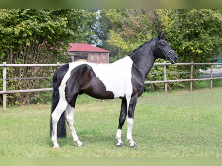 Deutsches Reitpferd Hengst in Etgersleben