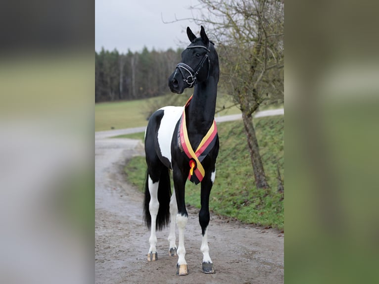 Deutsches Reitpferd Hengst in Etgersleben