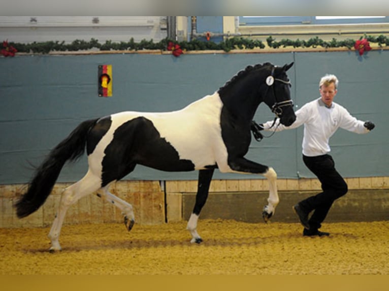 Deutsches Reitpferd Hengst in Etgersleben