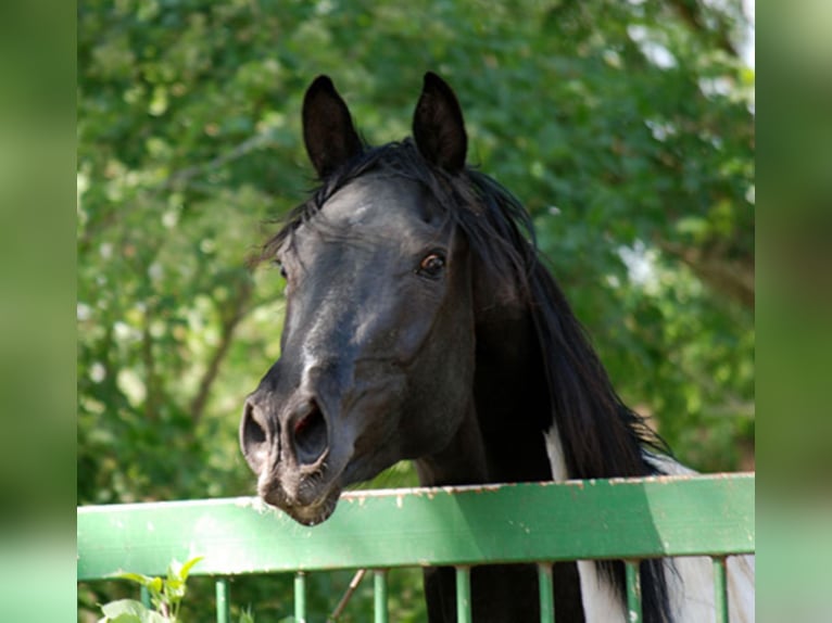 Deutsches Reitpferd Hengst in Etgersleben