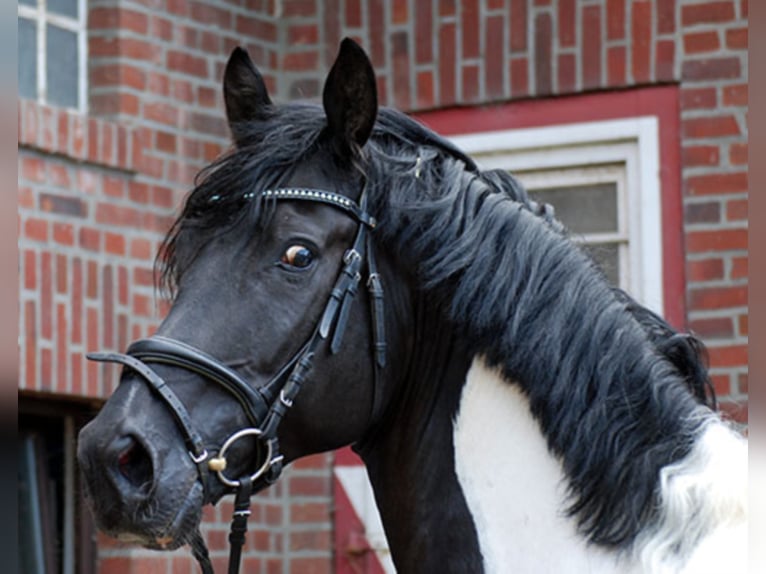 Deutsches Reitpferd Hengst in Etgersleben