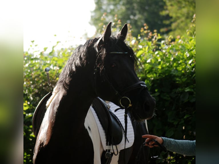 Deutsches Reitpferd Hengst in Etgersleben