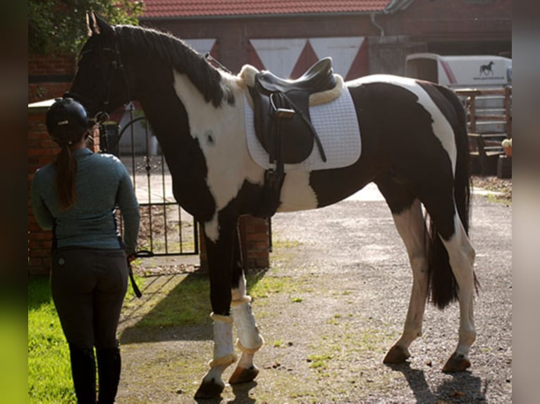 Deutsches Reitpferd Hengst in Etgersleben