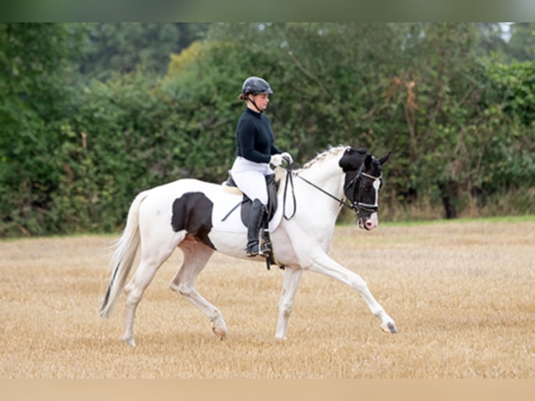 Deutsches Reitpferd Hengst in Etgersleben