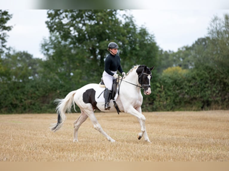 Deutsches Reitpferd Hengst in Etgersleben