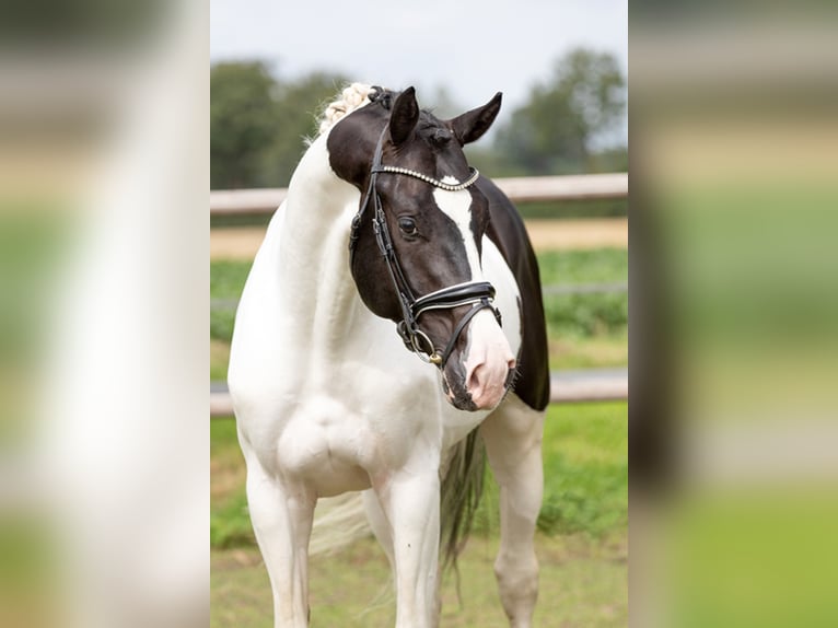 Deutsches Reitpferd Hengst in Etgersleben