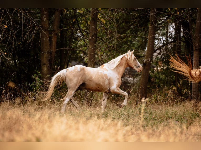 Deutsches Reitpferd Hengst Fohlen (05/2024) 162 cm Schecke in Friedrichsdorf