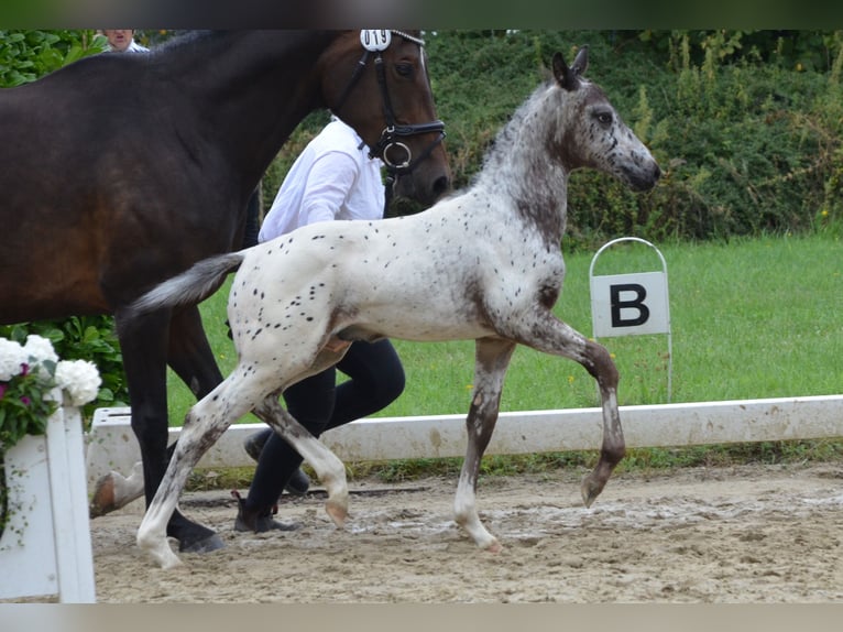 Deutsches Reitpferd Hengst Fohlen (06/2025) 165 cm Tigerschecke in Sehnde