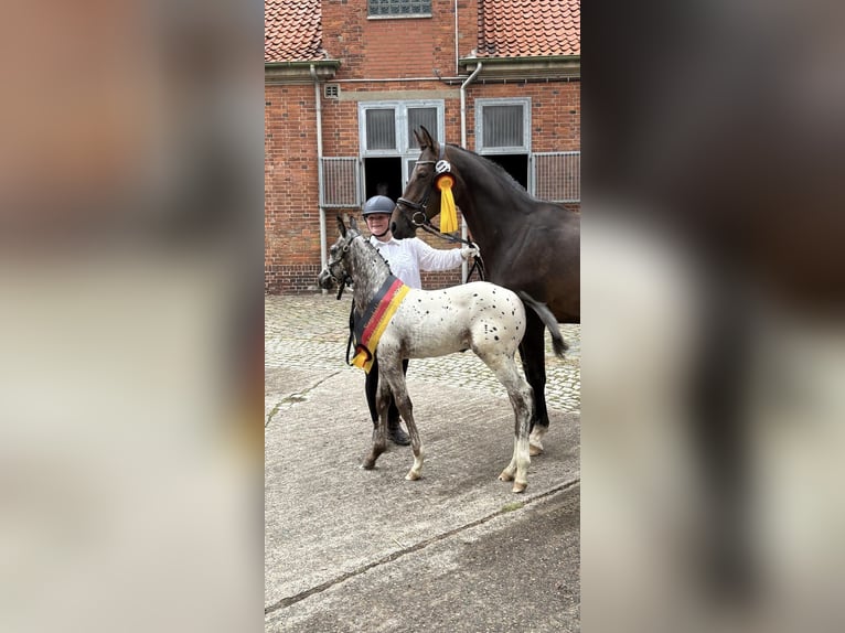 Deutsches Reitpferd Hengst Fohlen (06/2025) 165 cm Tigerschecke in Sehnde