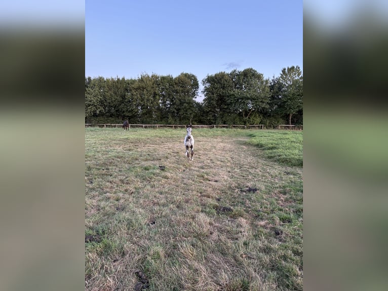 Deutsches Reitpferd Hengst Fohlen (06/2025) 165 cm Tigerschecke in Sehnde