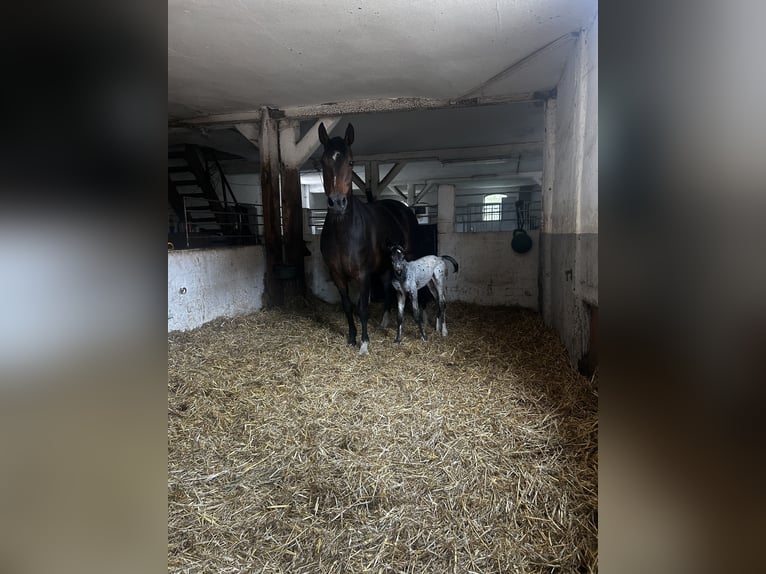 Deutsches Reitpferd Hengst Fohlen (06/2025) 165 cm Tigerschecke in Sehnde