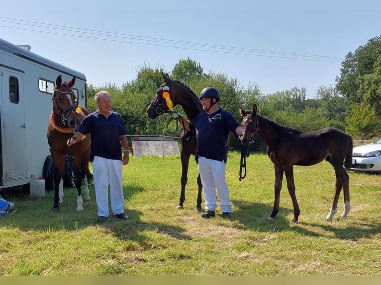 Deutsches Reitpferd Hengst Fohlen (06/2024) 167 cm Dunkelbrauner in Naila