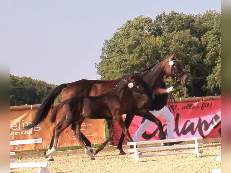 Deutsches Reitpferd Hengst Fohlen (06/2024) 167 cm Dunkelbrauner in Naila