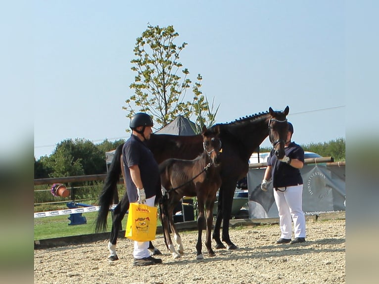 Deutsches Reitpferd Hengst Fohlen (06/2024) 167 cm Dunkelbrauner in Naila