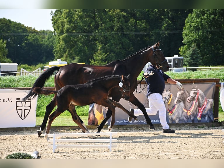 Deutsches Reitpferd Hengst Fohlen (06/2024) 167 cm Dunkelbrauner in Naila