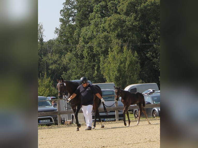 Deutsches Reitpferd Hengst Fohlen (06/2024) 167 cm Dunkelbrauner in Naila