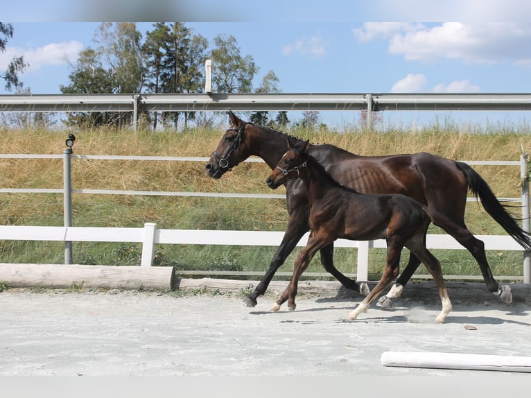 Deutsches Reitpferd Hengst Fohlen (06/2024) 167 cm Dunkelbrauner in Naila