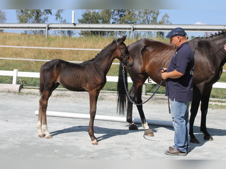 Deutsches Reitpferd Hengst Fohlen (06/2024) 167 cm Dunkelbrauner in Naila