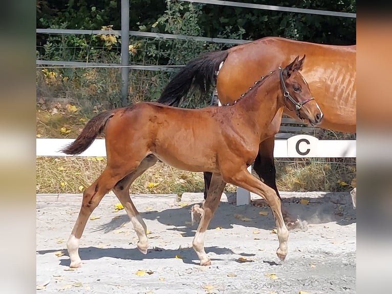 Deutsches Reitpferd Hengst Fohlen (05/2024) 168 cm Brauner in Naila