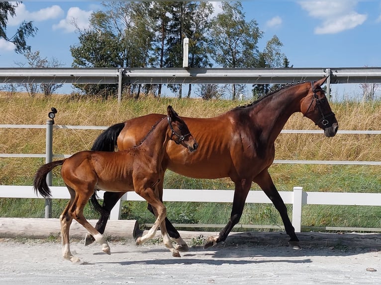 Deutsches Reitpferd Hengst Fohlen (05/2024) 168 cm Brauner in Naila