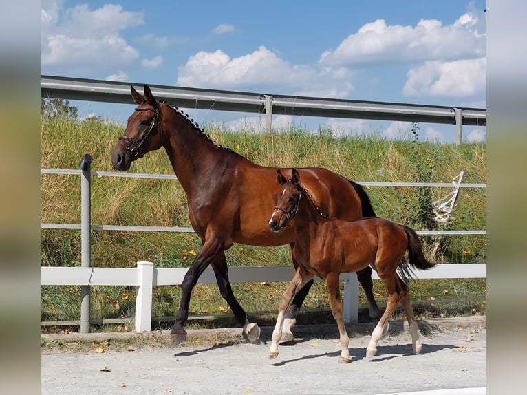 Deutsches Reitpferd Hengst Fohlen (05/2024) 168 cm Brauner in Naila