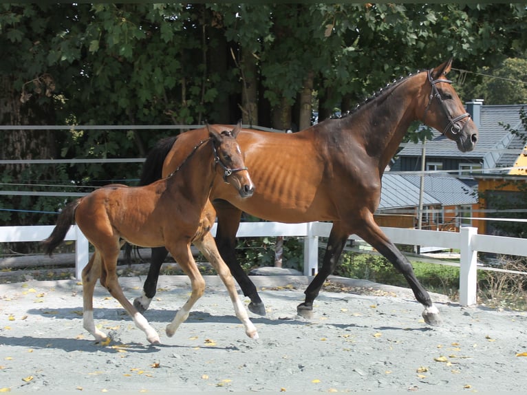 Deutsches Reitpferd Hengst Fohlen (05/2024) 168 cm Brauner in Naila