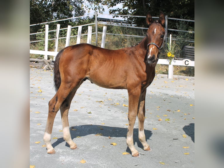 Deutsches Reitpferd Hengst Fohlen (05/2024) 168 cm Brauner in Naila