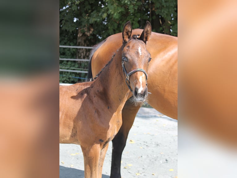 Deutsches Reitpferd Hengst Fohlen (05/2024) 168 cm Brauner in Naila