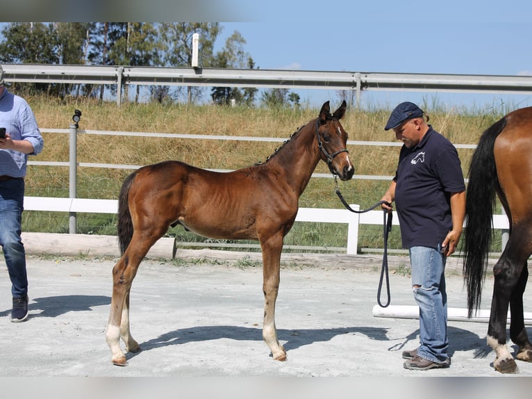 Deutsches Reitpferd Hengst Fohlen (05/2024) 168 cm Brauner in Naila