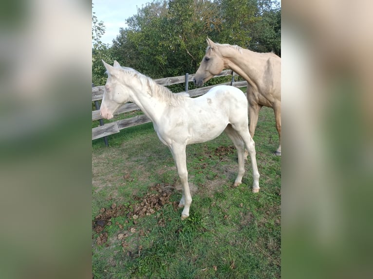Deutsches Reitpferd Hengst Fohlen (04/2026) 168 cm Cremello in Naundorf