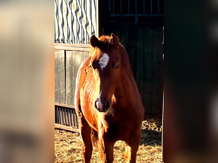 Deutsches Reitpferd Hengst Fohlen (01/2026) 169 cm Dunkelfuchs in Westeregeln