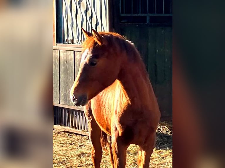 Deutsches Reitpferd Hengst Fohlen (01/2026) 169 cm Dunkelfuchs in Westeregeln