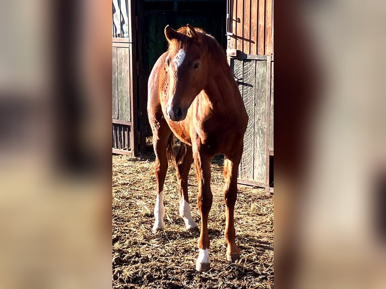 Deutsches Reitpferd Hengst Fohlen (01/2026) 169 cm Dunkelfuchs in Westeregeln