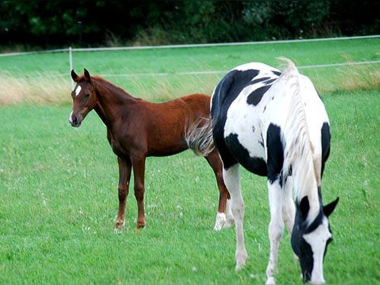 Deutsches Reitpferd Hengst Fohlen (04/2025) 169 cm Dunkelfuchs in B&#xF6;rde-Hakel OT Etgersleben