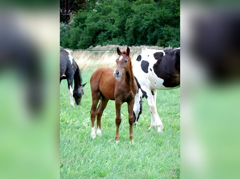 Deutsches Reitpferd Hengst Fohlen (04/2025) 169 cm Dunkelfuchs in B&#xF6;rde-Hakel OT Etgersleben