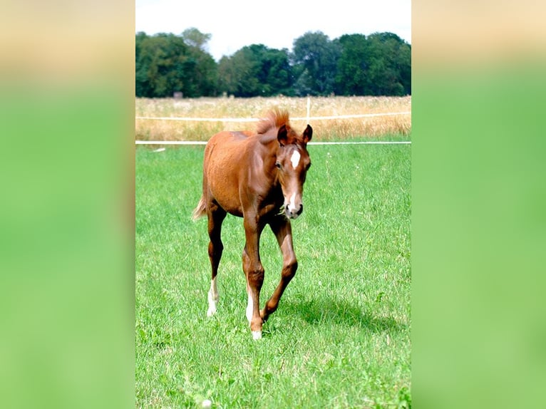 Deutsches Reitpferd Hengst Fohlen (04/2025) 169 cm Dunkelfuchs in B&#xF6;rde-Hakel OT Etgersleben