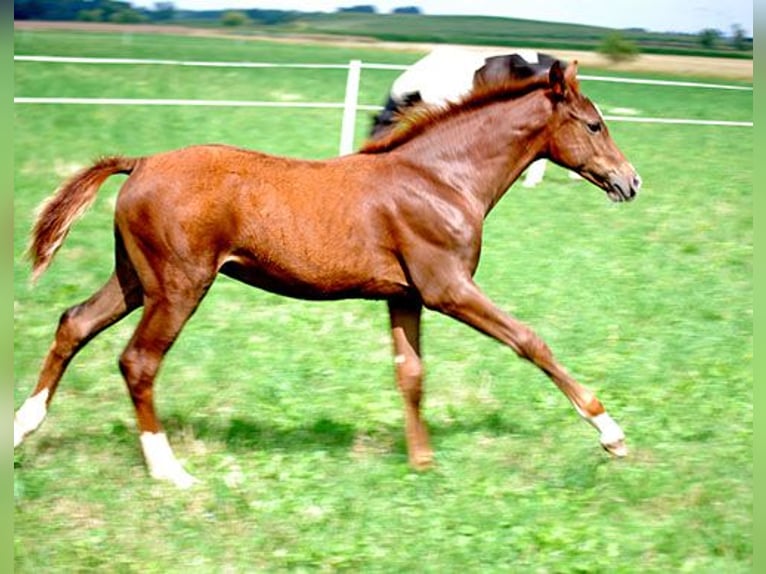 Deutsches Reitpferd Hengst Fohlen (04/2025) 169 cm Dunkelfuchs in B&#xF6;rde-Hakel OT Etgersleben