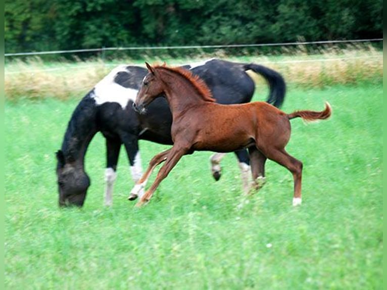 Deutsches Reitpferd Hengst Fohlen (04/2025) 169 cm Dunkelfuchs in B&#xF6;rde-Hakel OT Etgersleben