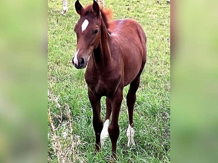 Deutsches Reitpferd Hengst Fohlen (04/2025) 169 cm Dunkelfuchs in B&#xF6;rde-Hakel OT Etgersleben
