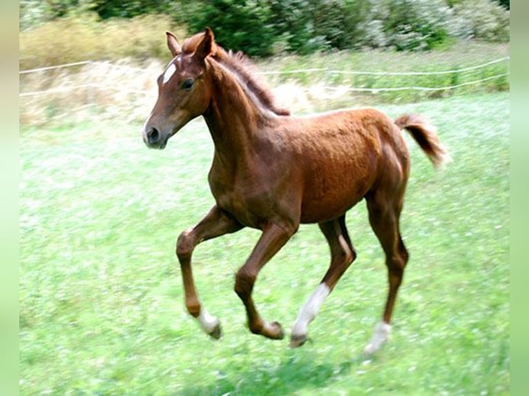 Deutsches Reitpferd Hengst Fohlen (04/2025) 169 cm Dunkelfuchs in B&#xF6;rde-Hakel OT Etgersleben