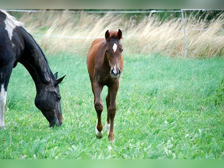 Deutsches Reitpferd Hengst Fohlen (04/2025) 169 cm Dunkelfuchs in B&#xF6;rde-Hakel OT Etgersleben